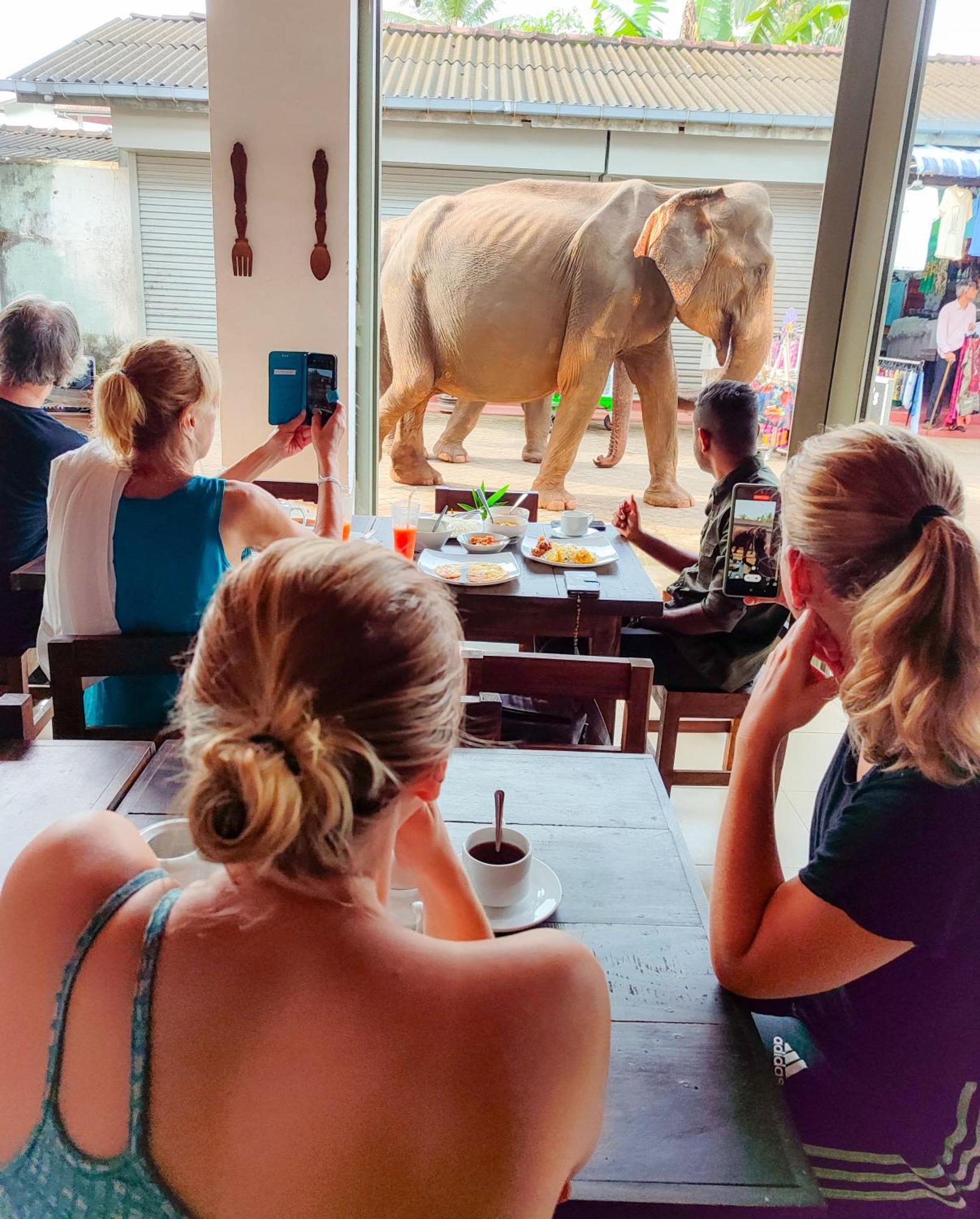 Elepath Lodge- Pinnawala Pinnawala  Zewnętrze zdjęcie