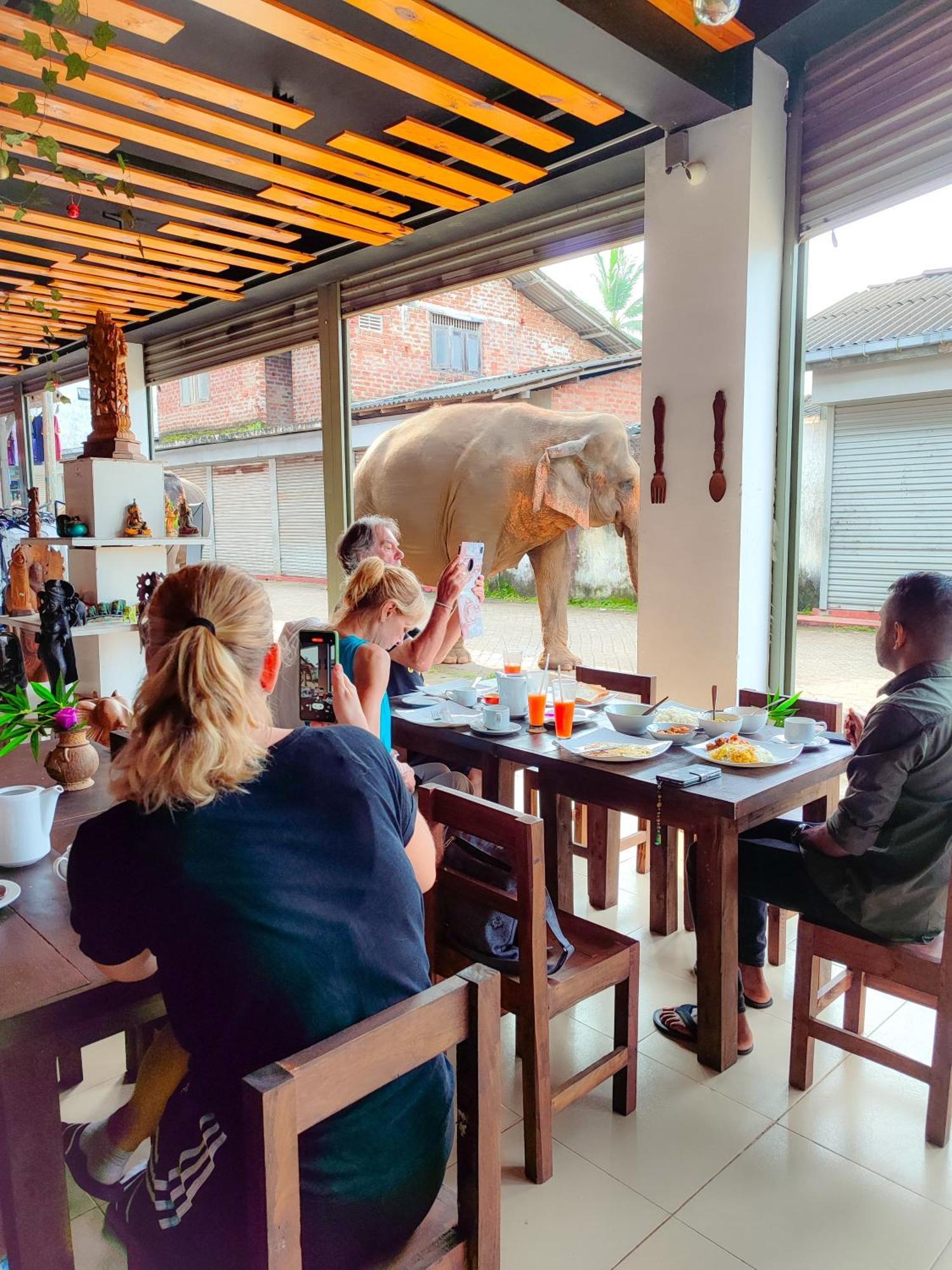 Elepath Lodge- Pinnawala Pinnawala  Zewnętrze zdjęcie